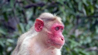 Monkey Nature Animal World