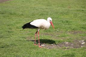 Nature Stork Animal