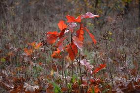 Autumn Sheet Kwintelooijen