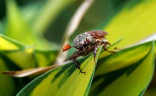Nature Insect Leaf Close