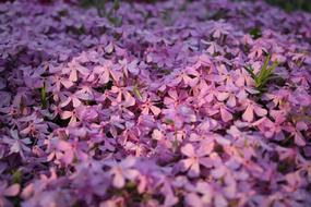 Flower Plant Nature