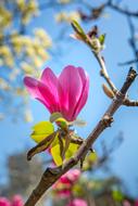 Tree Nature Flower