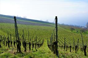 Vineyard Wine Lake Constance