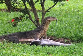 lizards in a field of green