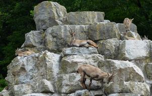 Deer Park Nature Ibex