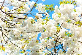 Cherry Flower Sky