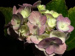 flowers for you from me