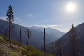 an empty forest under the sun