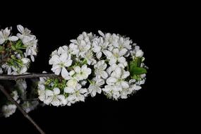 white flowers in the night landscape