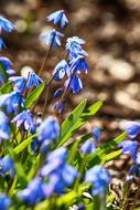 Nature Flower Flora