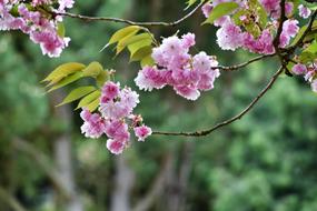 Flower Tree Nature