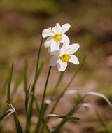 Daffodil Flower White