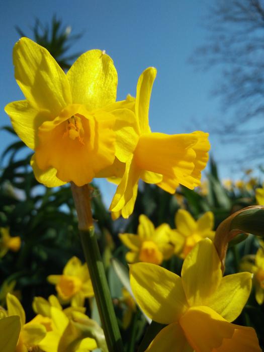 Flower Narcissus Pseudonarcissus