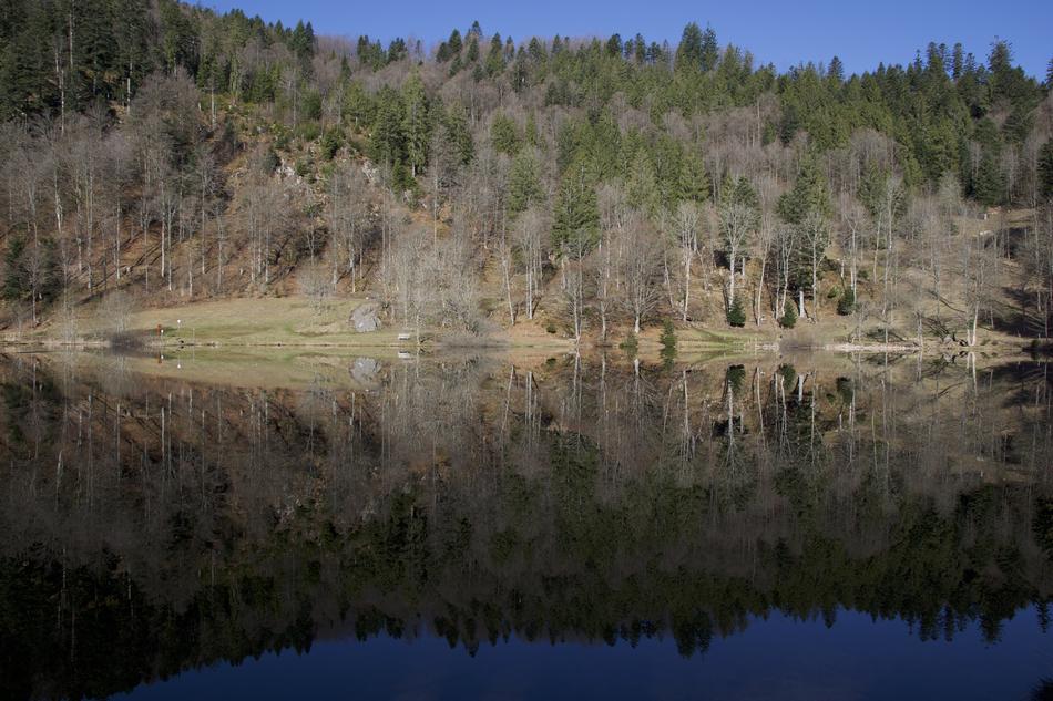 Mirroring Nature Wood