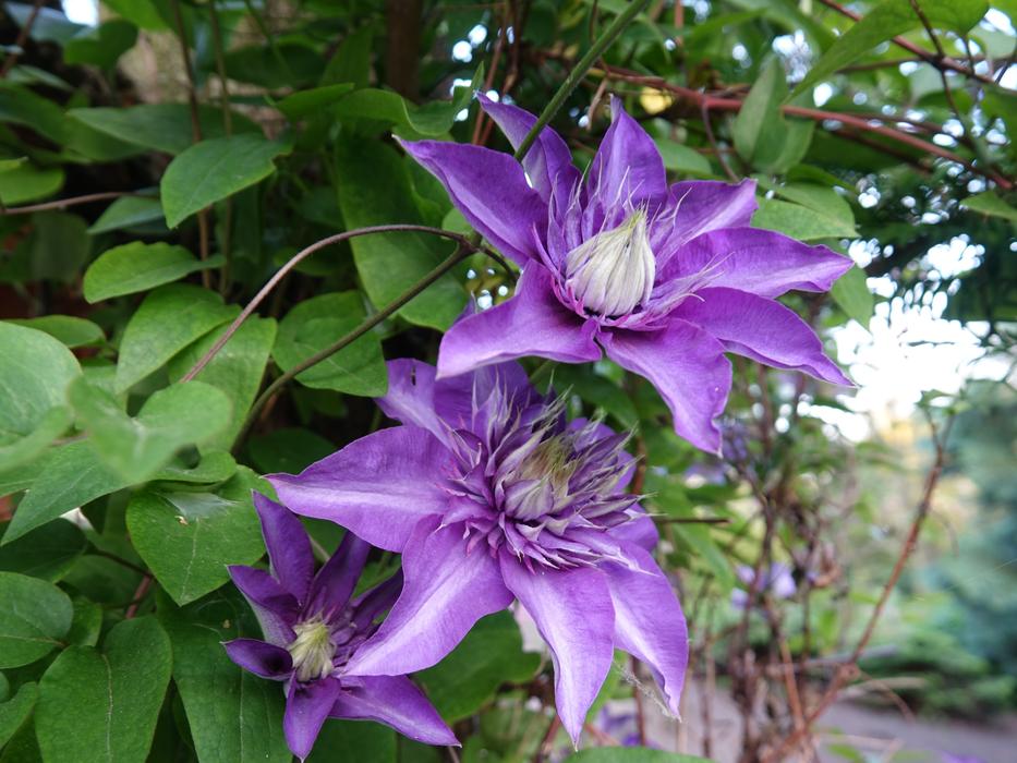 Garden Flower Flora