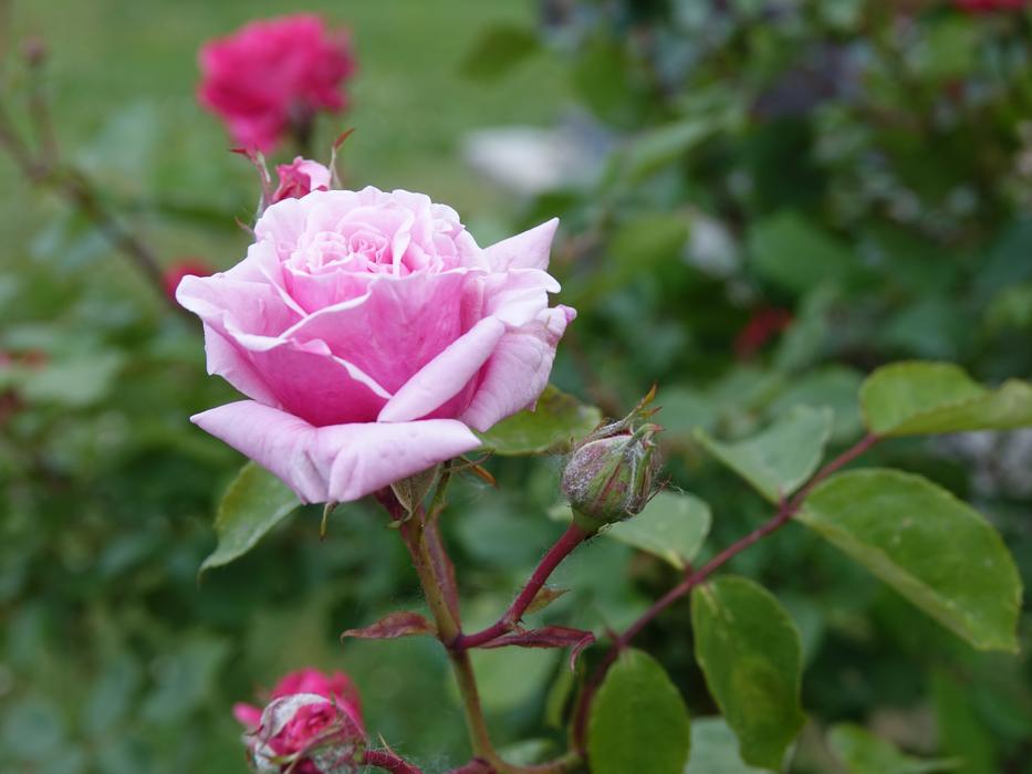 Rose Pink Flower