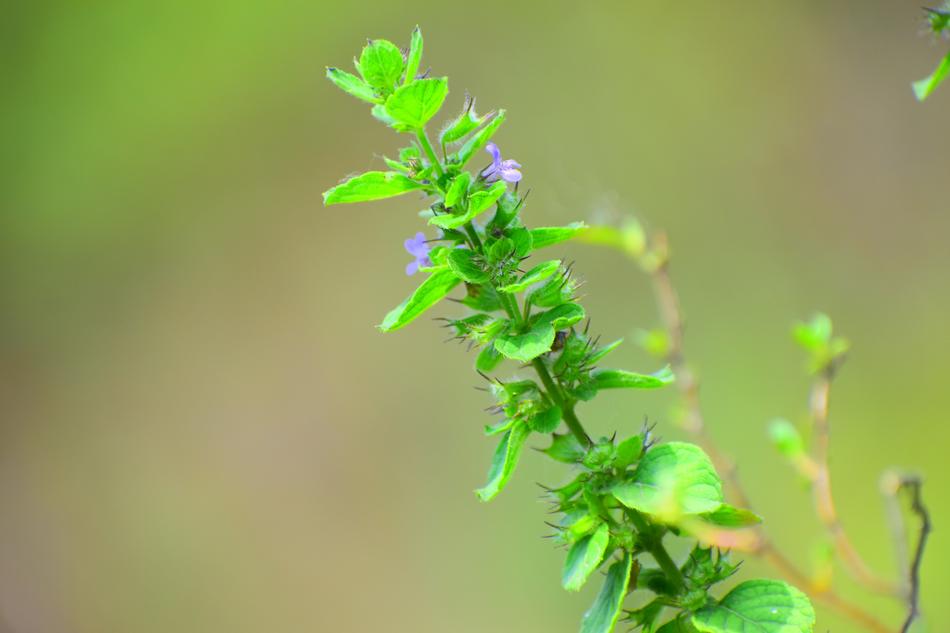 Leaf Nature Flora