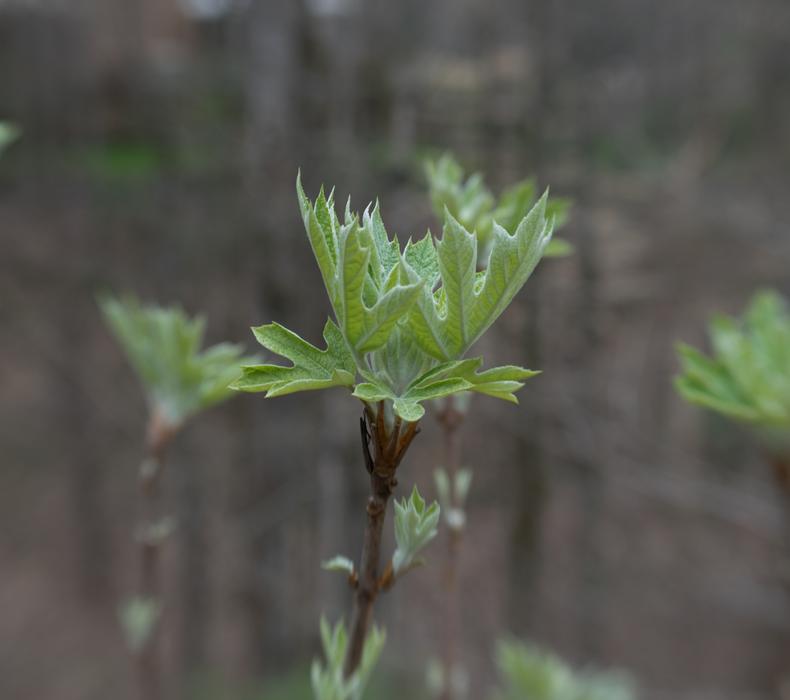 green plant on a branch
