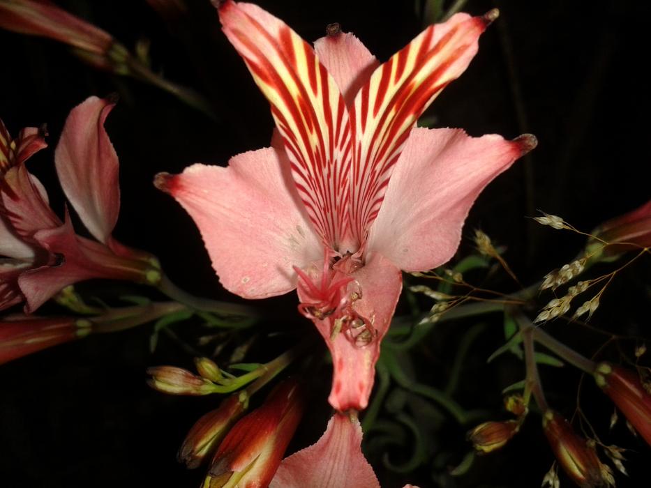 Flower Nature Plant