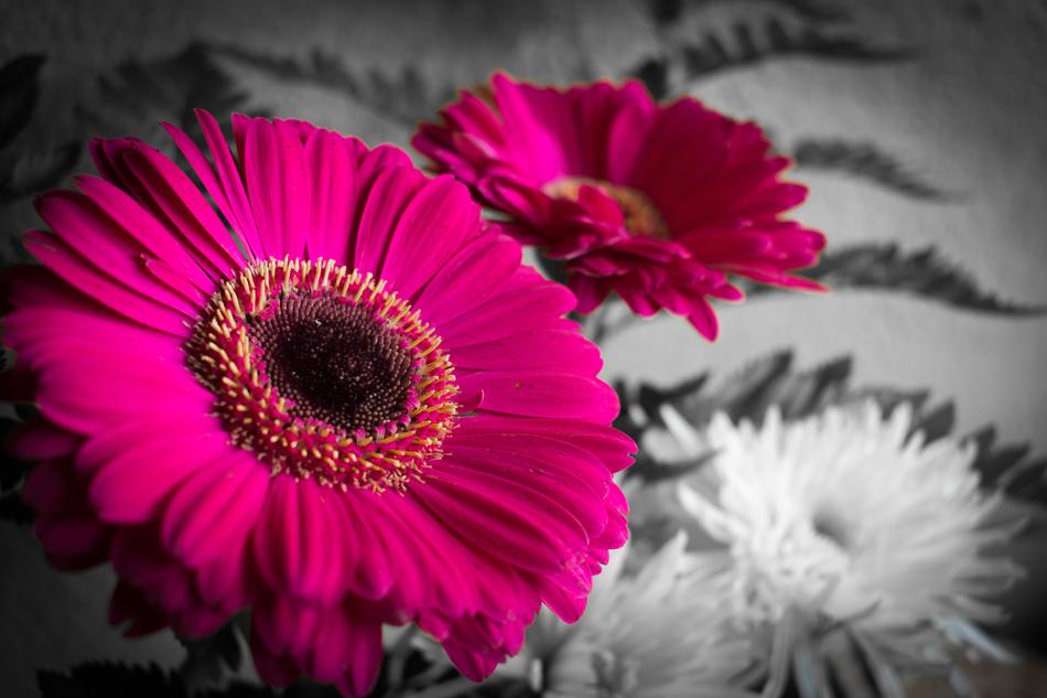 Nature Flower Plant