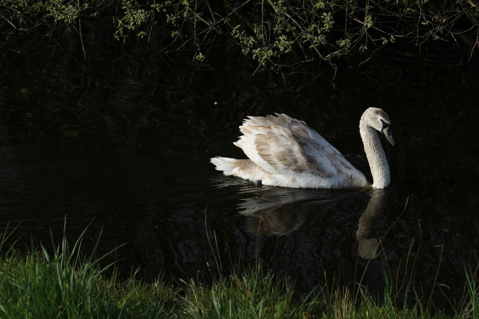 Birds Nature Monolithic Part Of
