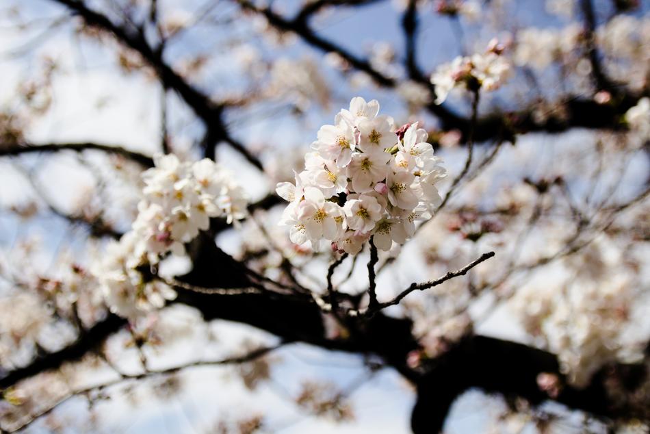 Tree Cherry Branch