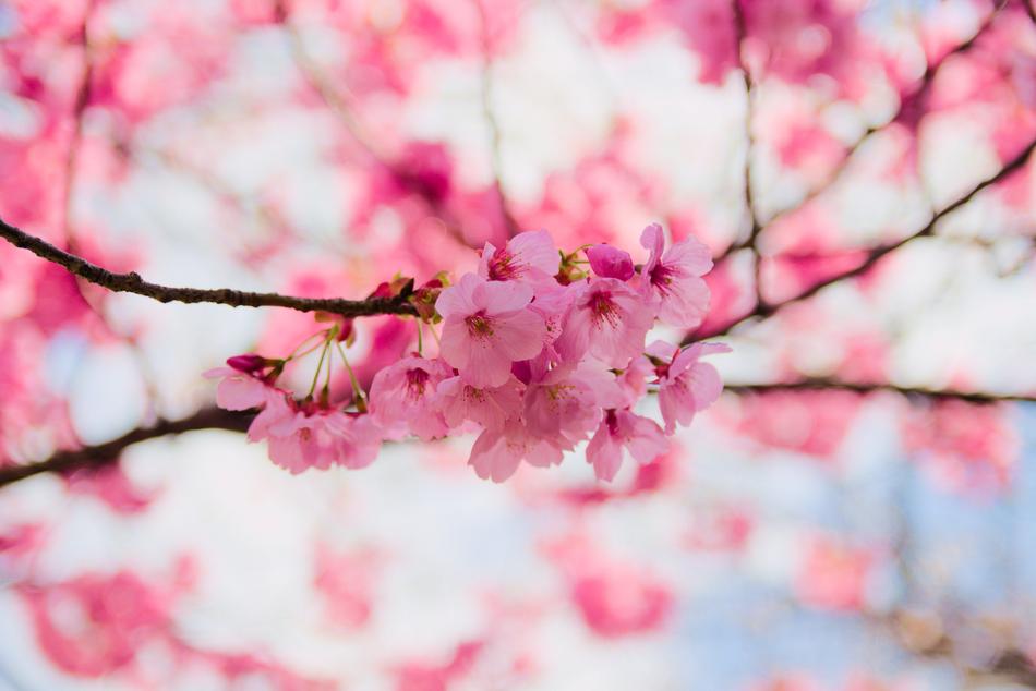 nature cherry pink