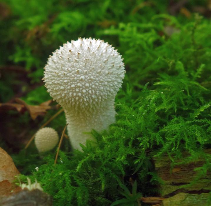 Mushroom Forest Moss