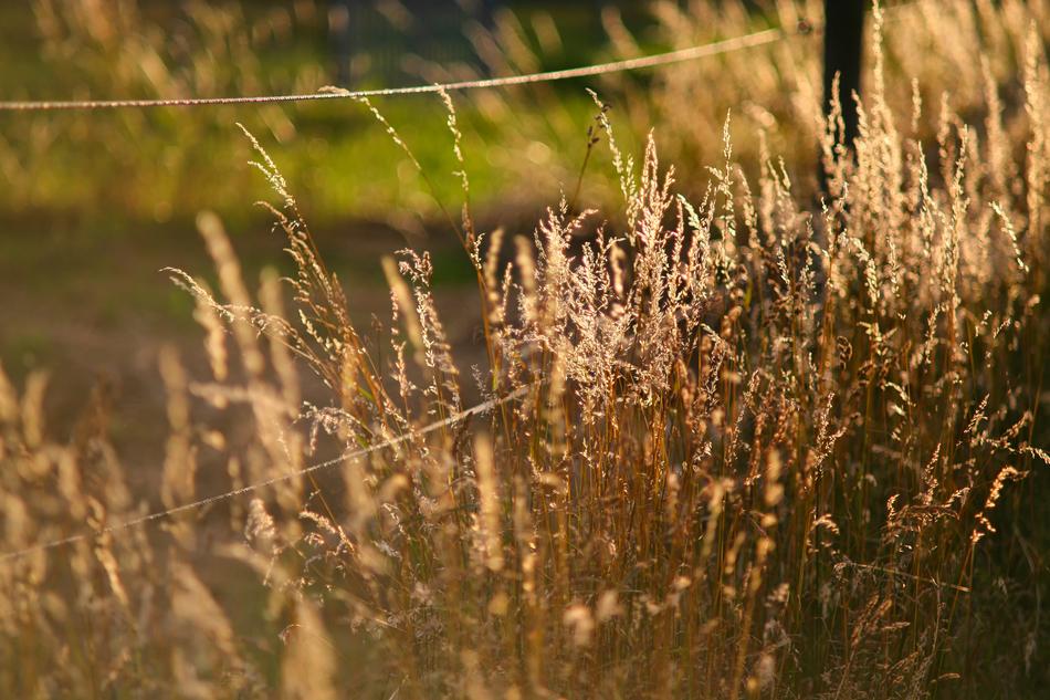 Nature Landscape Grass
