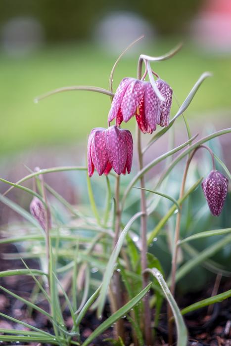 Nature Plant Flower
