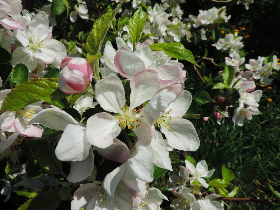 Apple Blossom South Tyrol