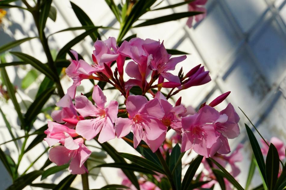 bouquet of pink spring flower