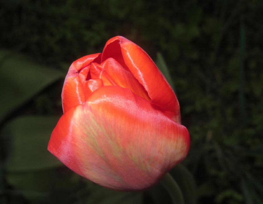 Spring