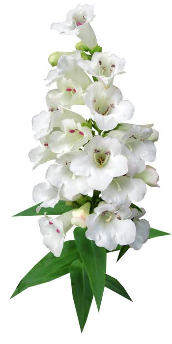Flower Stem