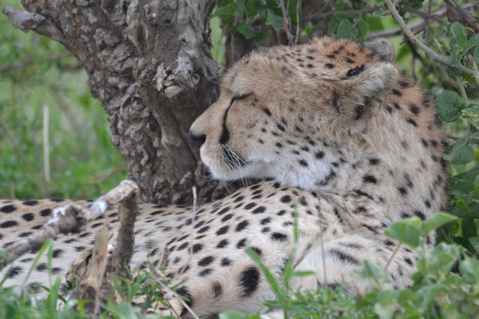 Cheetah Wildlife Nature