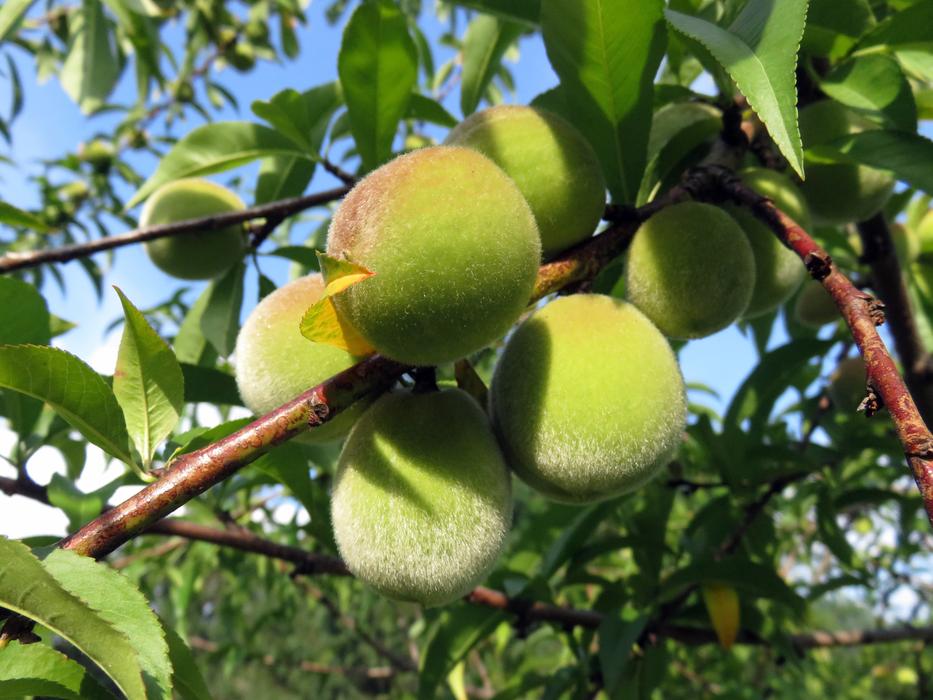 Peaches Fruit Fuzzy
