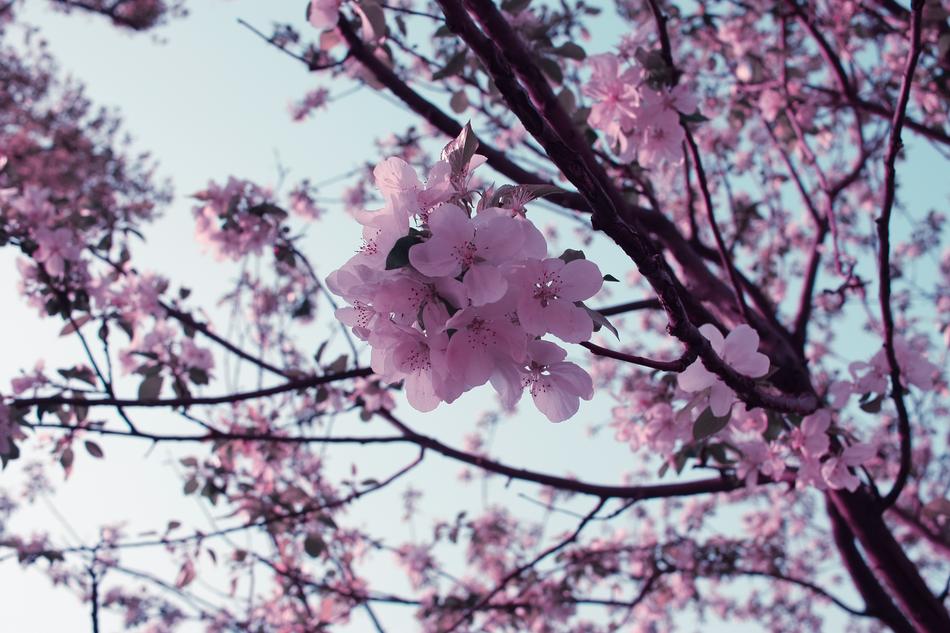 Tree Cherry Wood Branch