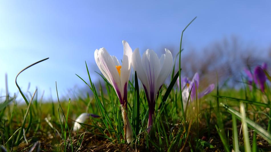 white snowdrops grass is green