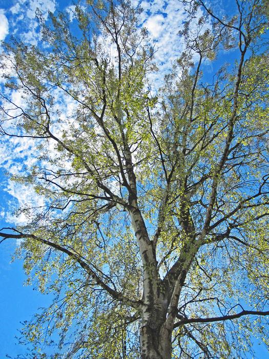 Spring Awakening Leaf Sprouting