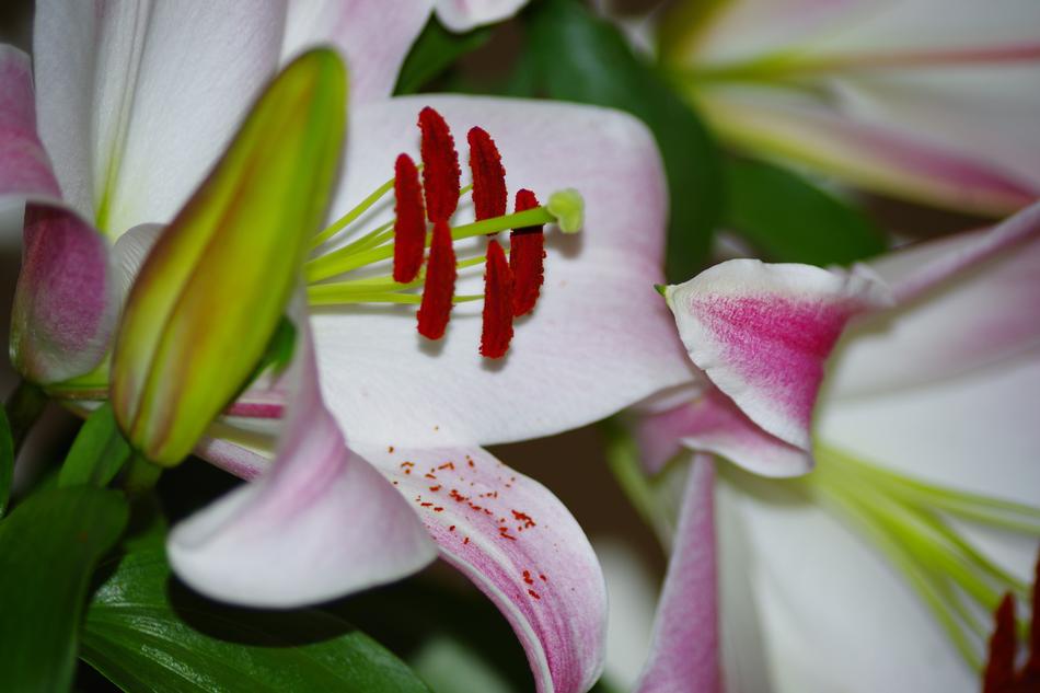 Lilies Exotic Flower