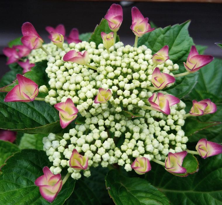 Pink Flowers Spring