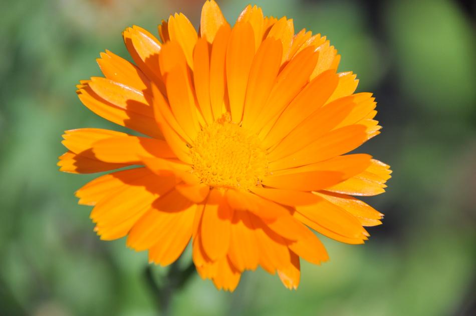 Nature Flora Flower