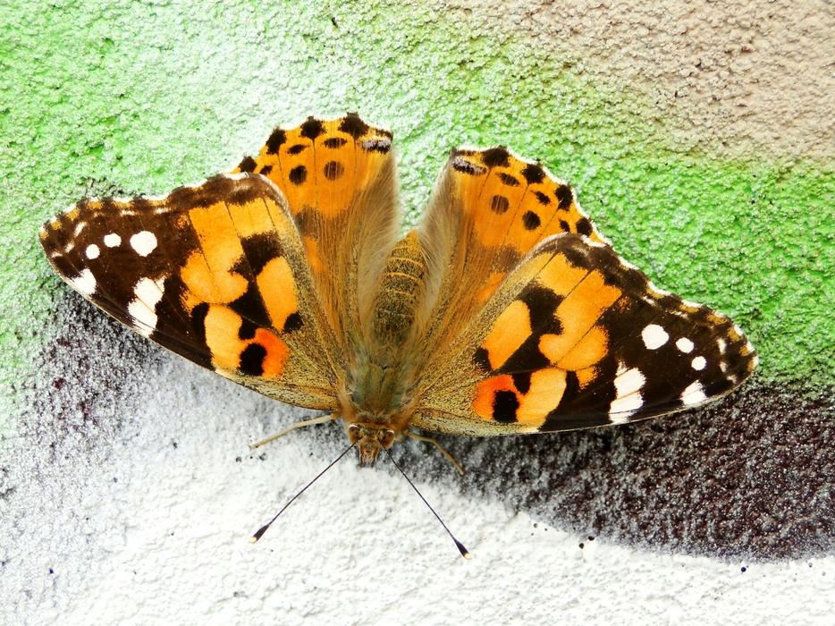 Nature Butterfly Day Insect
