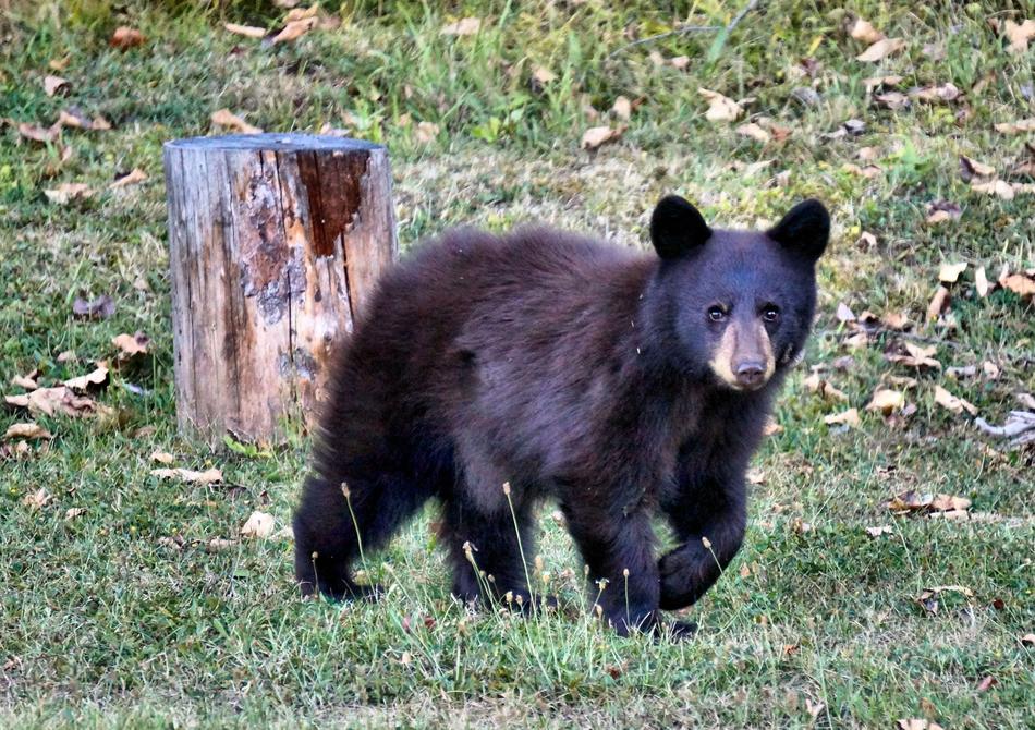 Little Bear Black Wild Animal