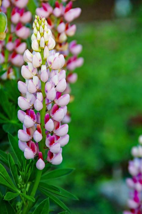 Nature Plant Summer