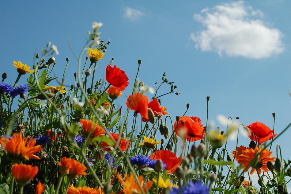 Field Plant Nature
