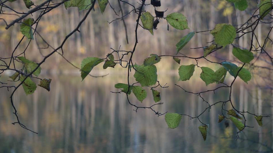 Forest Lake Autumn