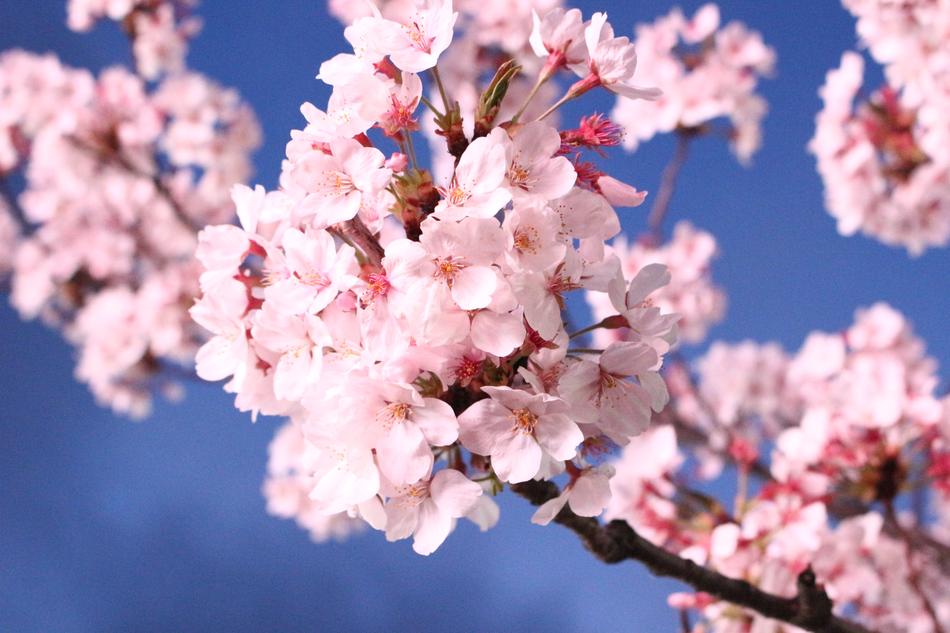 Sakura Cherry Blossom Quarter