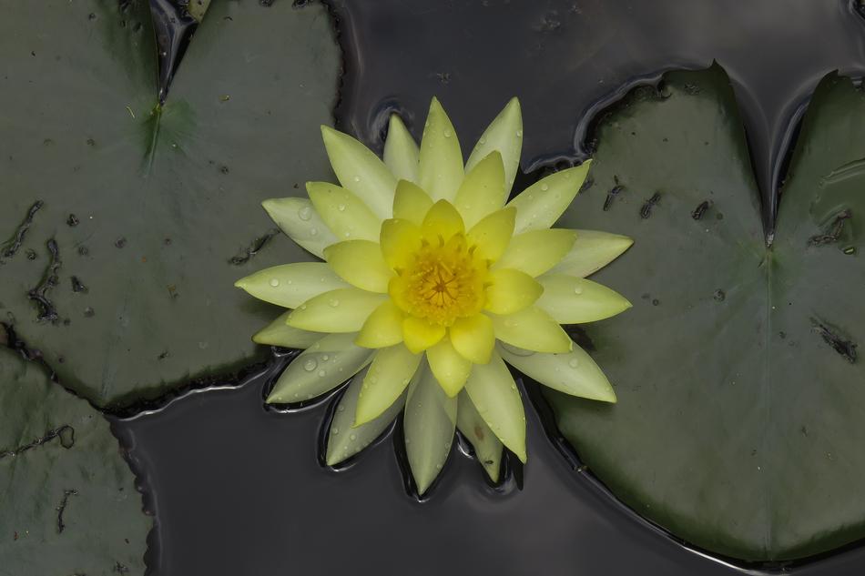 Flower Plant Lotus