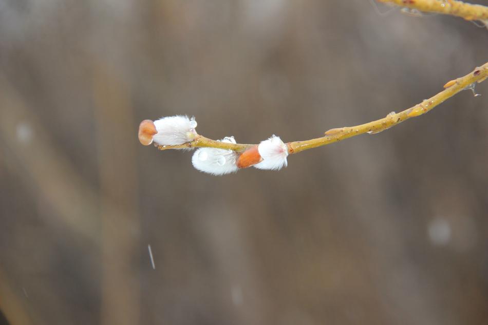 Nature Outdoors Plant